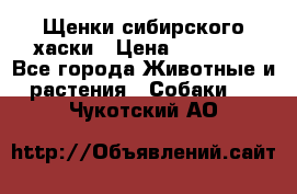 Щенки сибирского хаски › Цена ­ 12 000 - Все города Животные и растения » Собаки   . Чукотский АО